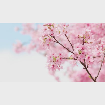 Skjem bort deg selv i påsken – Oppdag Sakura-gløden!
